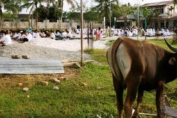 Hewan Kurban Balikpapan