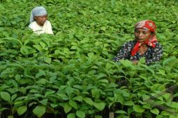 Bengkulu tengah membuat 20 kebun bibit rakyat