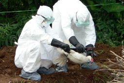 Ribuan Unggas Bengkulu Positif Terjtular Flu Burung