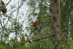 HABITAT BEKANTAN