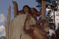 Orangutan KRUS Samarinda