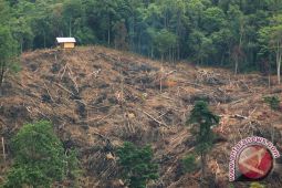 Pelaku pembalakan hutan datangkan pekerja dari luar Kapuas Hulu