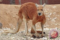 Australia hadapi pro dan kontra pemusnahan jutaan kanguru