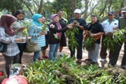 PAI KALSEL TANAM ANGGREK