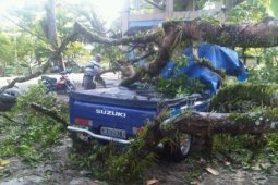 PUTING BELIUNG, POHON TUMBANG
