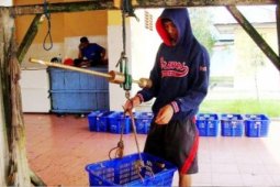 Banjir Ikan Bontang