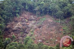 Hutan Taman Buru Seluma berubah jadi kebun kopi