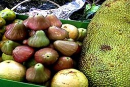Buah Juara Bulungan