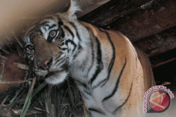 Ada harimau masuk pemukiman di Mukomuko