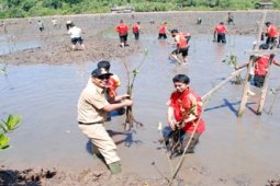 BUPATI TANAM MANGROVE