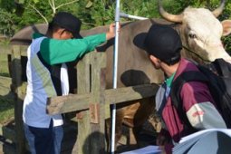 KONTES SAPI