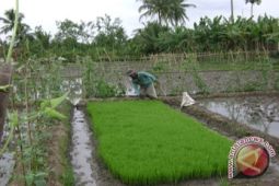 Petani Lampung Barat Mulai Tanam Padi