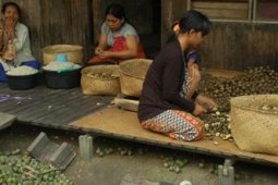 KOLANG-KALING