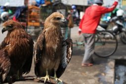 DIJUAL BEBAS