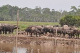KERBAU RAWA