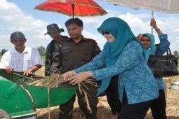PANEN RAYA