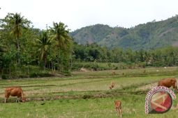 Lampung Barat Kembangkan Sapi Perah