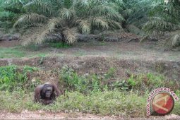 COP : Ada Kekuatan Besar Hambat Penyelidikan Orangutan
