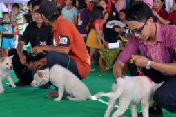 KONTES ANJING KINTAMANI