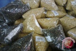 Pasokan Lada Di Lampung Barat Turun