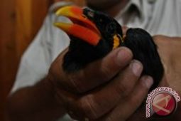BKSDA Sumbar dan BTN Siberut sita delapan beo mentawai