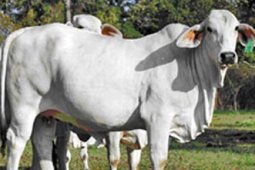 SAPI KURBAN