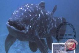 Ikan Coelacanth Ikon Wisata Manado