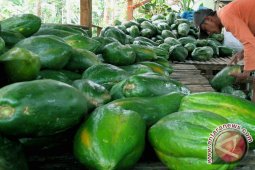 Rejanglebong akan bangun kawasan agrowisata