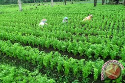 Harga Seledri di Pangkal Pinang tembus Rp60 ribu/kilogram
