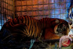 Terjadi peningkatan perdagangan harimau di pasar gelap