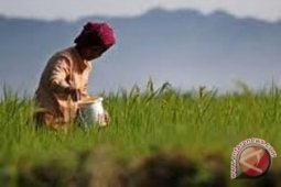 Pengembangan lumbung pangan menjaga tradisi leluhur