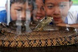 PENGENALAN REPTIL