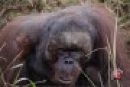Peneliti Unmul Identifikasi Kerangka Orangutan Diduga Dibantai