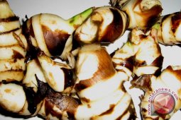 Petani sukses budidayakan tanaman ganyong