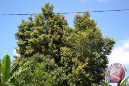 Produksi Kayu Manis Lampung Barat Melonjak