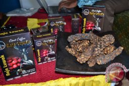 Kopi Luwak Lampung Barat Tembus Pasar Korea