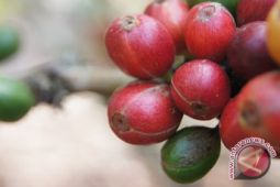 Jelang Natal Permintaan Kopi Di Lampung Barat Melonjak
