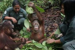 SEKOLAH ORANGUTAN