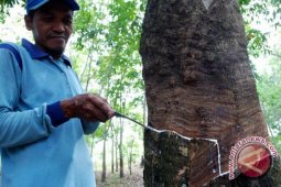 Petani keluhkan harga karet turun