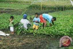 Permintaan sayar di Bengkulu meningkat