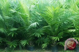 Bengkulu harus optimalkan lahan perkebunan