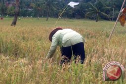Petani Lubuklinggau panen padi organik