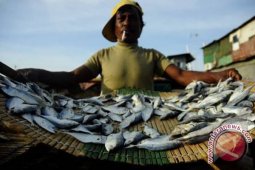 Pasokan ikan segar nelayan Bengkulu lancar