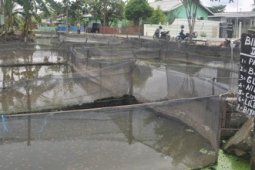 BIBIT IKAN