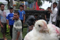 PEDAGANG AYAM PERTANYAKAN NASIB