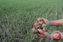 Belasan hektare sawah diserang hama keong mas