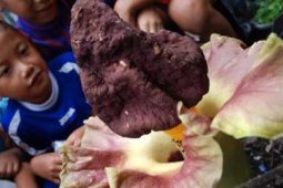 BUNGA BANGKAI