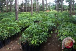30 persen kebun karet petani tidak produktif