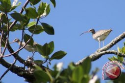 Masyarakat Enggano keluhkan pembalakan hutan