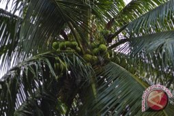 Permintaan kelapa muda di Bengkulu masih normal